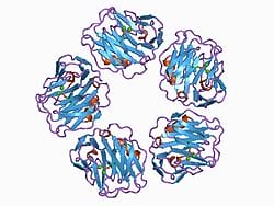 c reactive protein