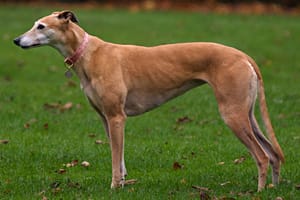 greyhound