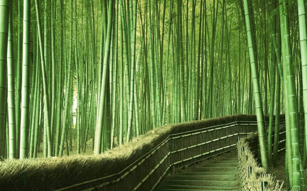 bamboo forest