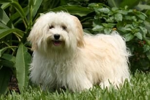 havanese