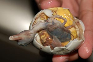 makanan unik - balut1