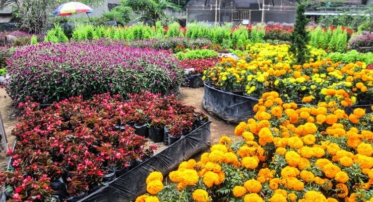 tempat wisata di bandung taman begonia