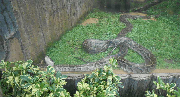 tempat wisata di bandung kebun binatang bandung