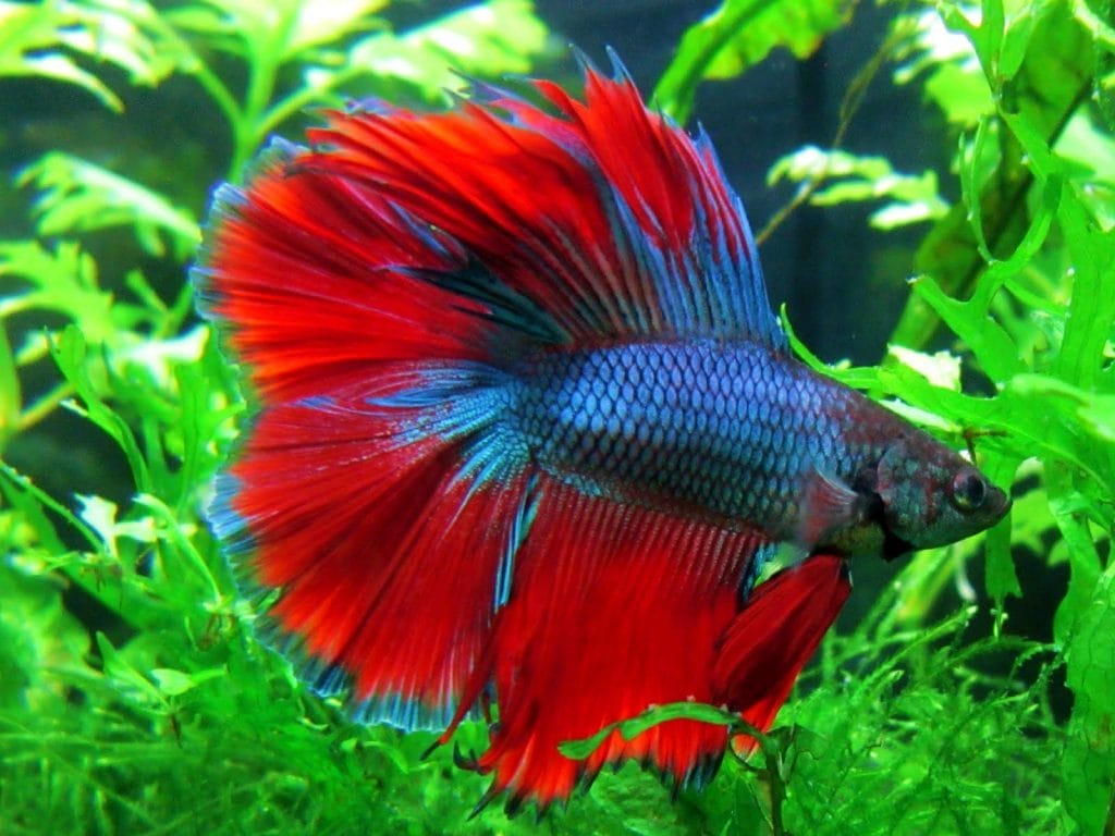 Ikan-Hias-Air-Tawar-06-betta