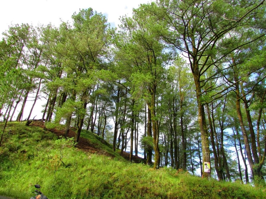 tempat-wisata-di-malino-hutan-pinus-malino