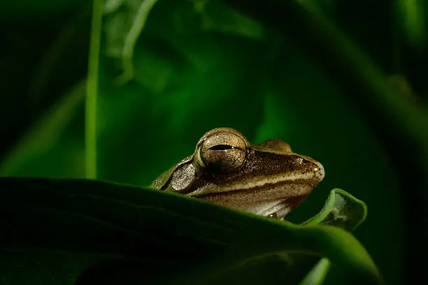 Panduan Praktis Filosofi Eat That Frog Dalam 7 Langkah 5 Panduan Praktis Filosofi Eat That Frog Dalam 7 Langkah 5